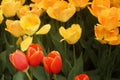 May in the botanical garden, yellow and red tulips in full bloom