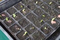 may broad beans germinating in the seedbed. broad bean cultivation in the vegetable garden