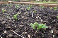 may broad beans germinating in the vegetable garden. sprouts and young plants of broad beans Royalty Free Stock Photo