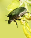 May-bug Royalty Free Stock Photo