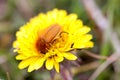 May bug or cockchafer or Melolontha on a dandelion Royalty Free Stock Photo