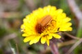 May bug or cockchafer or Melolontha on a dandelion Royalty Free Stock Photo