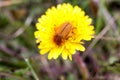 May bug or cockchafer or Melolontha on a dandelion Royalty Free Stock Photo