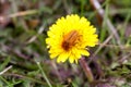 May bug or cockchafer or Melolontha on a dandelion Royalty Free Stock Photo