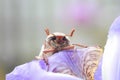 may-bug crawling on the petal of a purple iris flower Royalty Free Stock Photo