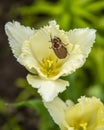 The may bug, crunch, sits in an open Tulip flower Royalty Free Stock Photo