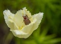 The may bug, crunch, sits in an open Tulip flower Royalty Free Stock Photo