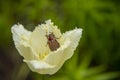 The may bug, crunch, sits in an open Tulip flower Royalty Free Stock Photo