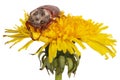May bug on dandelion Royalty Free Stock Photo