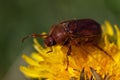 May bug on dandelion flower Royalty Free Stock Photo