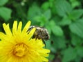 May-bug on the flower Royalty Free Stock Photo