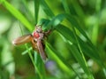 may-bug in a green grass Royalty Free Stock Photo