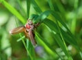May-bug in a green grass Royalty Free Stock Photo