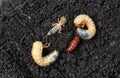 May bug larvae, pupa moth, and European mole cricket