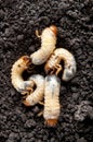 May-bug larvae in the soil background. Royalty Free Stock Photo
