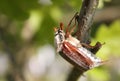 May bug (Scarabaeidae)