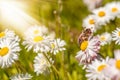 May bug sits on the daisy flower Royalty Free Stock Photo