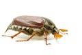 May-bug (tree beetle, Melontha Vulgaris) Royalty Free Stock Photo