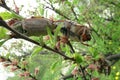 May bugs on a branches Royalty Free Stock Photo