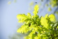 May bugs on a branches Royalty Free Stock Photo