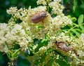 May-bugs eat mountain ash flowers. Royalty Free Stock Photo