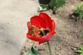 A Tulip full of life. insects in flower.