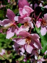 May , cherry blossoms in Tyumen in the Alexander garden Royalty Free Stock Photo