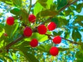 May cherry. Juicy berries. Royalty Free Stock Photo