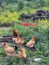 Chicken raised in the countryside