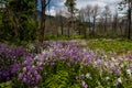 MAY 26, 2019 COLUMBIA RIVER GORGE, OREGON, USA - Wild flowers Spring, Columbia River Gorge, Oregon Royalty Free Stock Photo