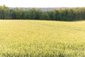 May a field of wheat