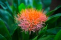 May flower haemanthus