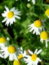 May flowers field of camomiles in garden in sunny day for wallpaper background Royalty Free Stock Photo