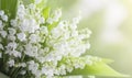 May flowers lilies of the valley on a blurred background in the sun