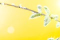 May flowers. Spring blossom and April floral nature on yellow background. Beautiful scene with blooming tree. Easter Royalty Free Stock Photo