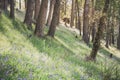 May in a forest - bed of bluebells on a forest floor - retro perspective Royalty Free Stock Photo