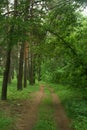 May forest road Royalty Free Stock Photo