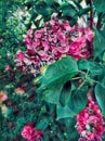 May garden lilac in raindrops in spring