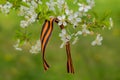 May 9 holiday. Ribbon of St.George on blooming cherry branch. Symbol of Victory Day 1945