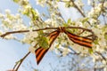 May 9 holiday. ribbon of St.George and cherry flowers, natural spring background. traditional symbol of Victory Day 1945 Royalty Free Stock Photo