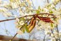 May 9 holiday. ribbon of St.George and cherry flowers, natural spring background. traditional symbol of Victory Day 1945 Royalty Free Stock Photo