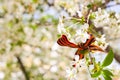 May 9 holiday. ribbon of St.George and cherry flowers, natural spring background. traditional symbol of Victory Day 1945 Royalty Free Stock Photo