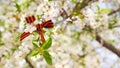 May 9 holiday. ribbon of St.George and cherry flowers, natural spring background. traditional symbol of Victory Day 1945 Royalty Free Stock Photo