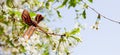 May 9 holiday. ribbon of St.George and cherry flowers, natural spring background. traditional symbol of Victory Day 1945 Royalty Free Stock Photo