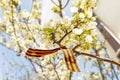 May 9 holiday. ribbon of St.George and cherry flowers, natural spring background. traditional symbol of Victory Day 1945 Royalty Free Stock Photo