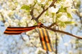 May 9 holiday. ribbon of St.George and cherry flowers, natural spring background. traditional symbol of Victory Day 1945 Royalty Free Stock Photo