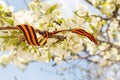 May 9 holiday. ribbon of St.George and cherry flowers, natural spring background. traditional symbol of Victory Day 1945 Royalty Free Stock Photo
