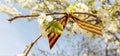 May 9 holiday. ribbon of St.George and cherry flowers, natural spring background. traditional symbol of Victory Day 1945 Royalty Free Stock Photo