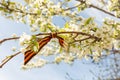 May 9 holiday. ribbon of St.George and cherry flowers, natural spring background. traditional symbol of Victory Day 1945 Royalty Free Stock Photo