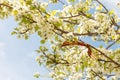 May 9 holiday. ribbon of St.George and cherry flowers, natural spring background. traditional symbol of Victory Day 1945 Royalty Free Stock Photo